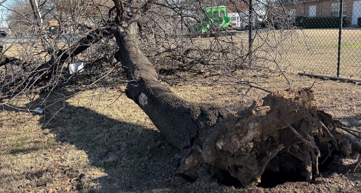 emergency tree service