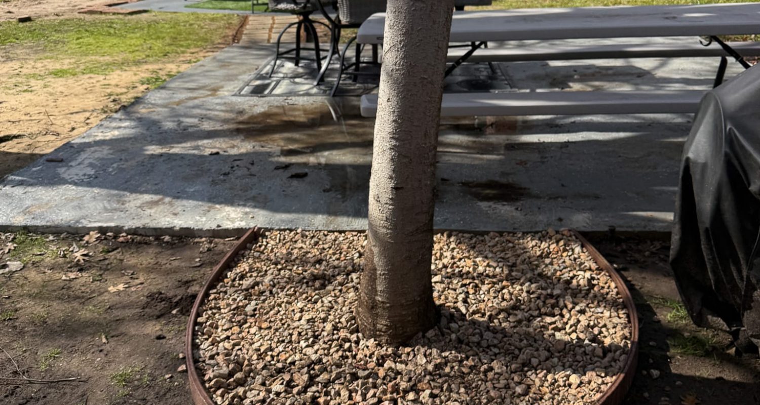 landscape around the tree