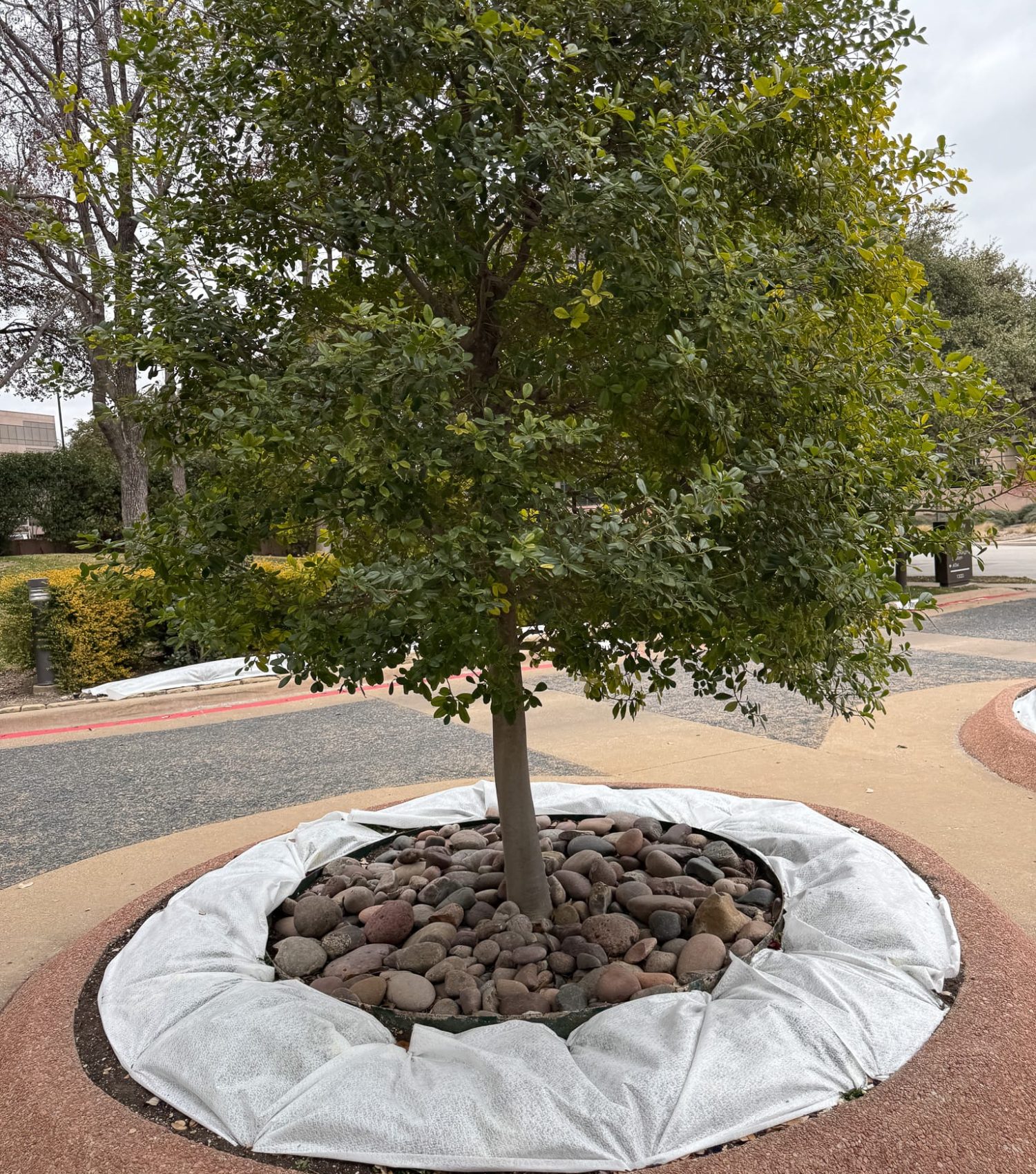 tree landscape