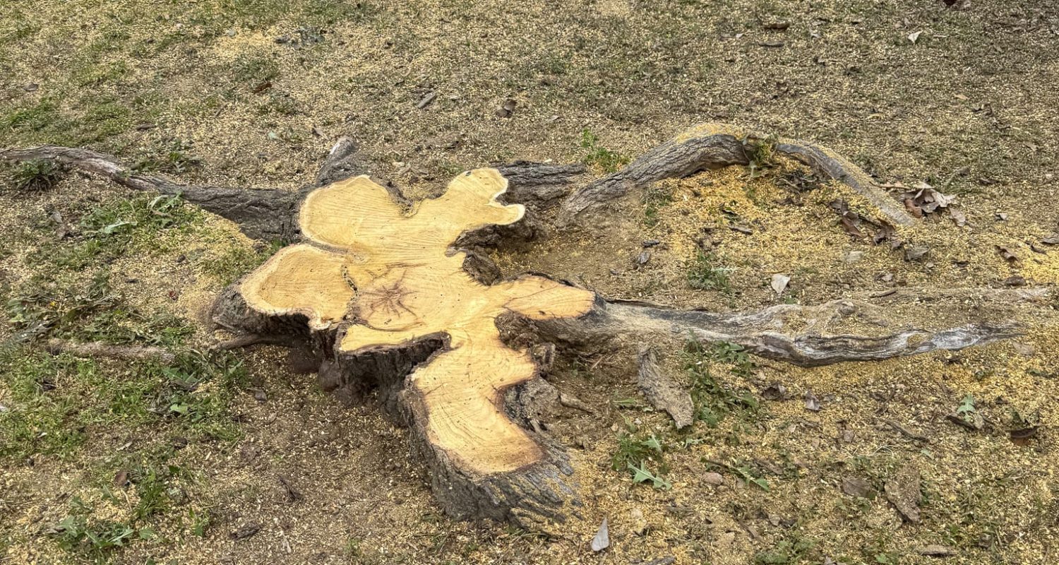 tree stump