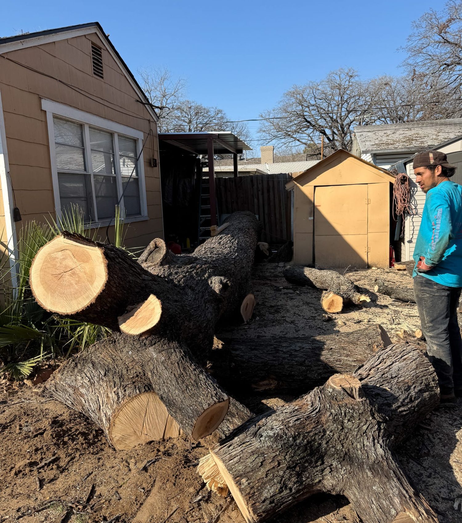 tree trunk cutting